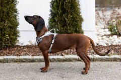 Kerbl Fitty Y Tipi Köpek Göğüs Tasması M Beden Gri-Bej 58-74 cm Göğüs