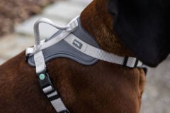 Y Tipi Spor Köpek Göğüs Tasması 25 mm (50-85 / 75-100 cm) - Fitty Serisi - L