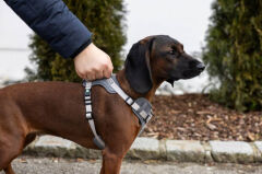 Y Tipi Spor Köpek Göğüs Tasması 25 mm (50-85 / 75-100 cm) - Fitty Serisi - L