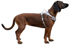 Y Tipi Spor Köpek Göğüs Tasması 25 mm (50-85 / 75-100 cm) - Fitty Serisi - L