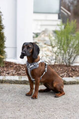 Y Tipi Spor Köpek Göğüs Tasması 25 mm (50-85 / 75-100 cm) - Fitty Serisi - L