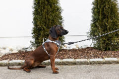 Y Tipi Spor Köpek Göğüs Tasması 25 mm (50-85 / 75-100 cm) - Fitty Serisi - L