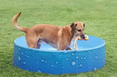Büyük Köpek Havuzu 120x30 cm | 340l Damla Desenli Mavi