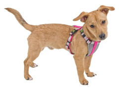 Kerbl Small Dog Küçük Irk Köpek Göğüs Tasması XS Pembe 26-38 cm