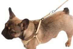 24 - 44 cm Yavru Köpek Tasması Puppy Harness