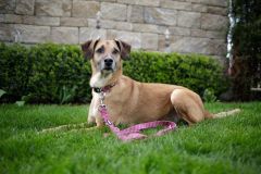 Köpek Gezdirme Kayışı Colorado Fuşya 120cm x 20mm