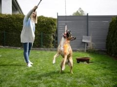 Teleskopik uzayan Köpek ve Kedi Oyuncak Sopası