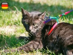 Kedi Bel Tasması 120cm Kayışlı Gökkuşağı Desenli