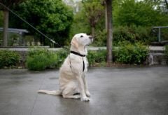 Köpek Eğitim Tasması 25 - 30 cm - S