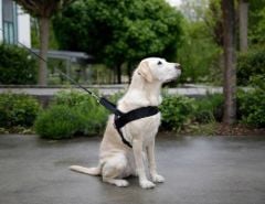 Köpek Bel Tasması Siyah [Norveç Tipi] 60 - 75 cm - S