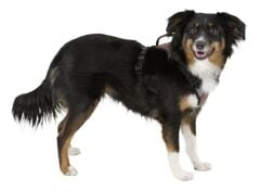 Kerbl Pulsive Köpek Göğüs Tasması M Siyah-Kahve 46-60 cm