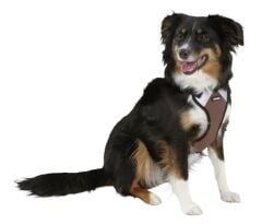 Kerbl Pulsive Köpek Göğüs Tasması M Siyah-Kahve 46-60 cm