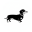 Dachshund