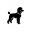 Toy / Miniature Poodle