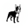 Boston Terrier