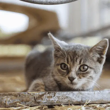 Kedi Ürünleri