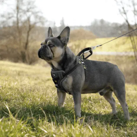 Köpek Güvenlik Ürünleri