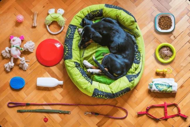 Köpeğiniz İçin Şimdi Al